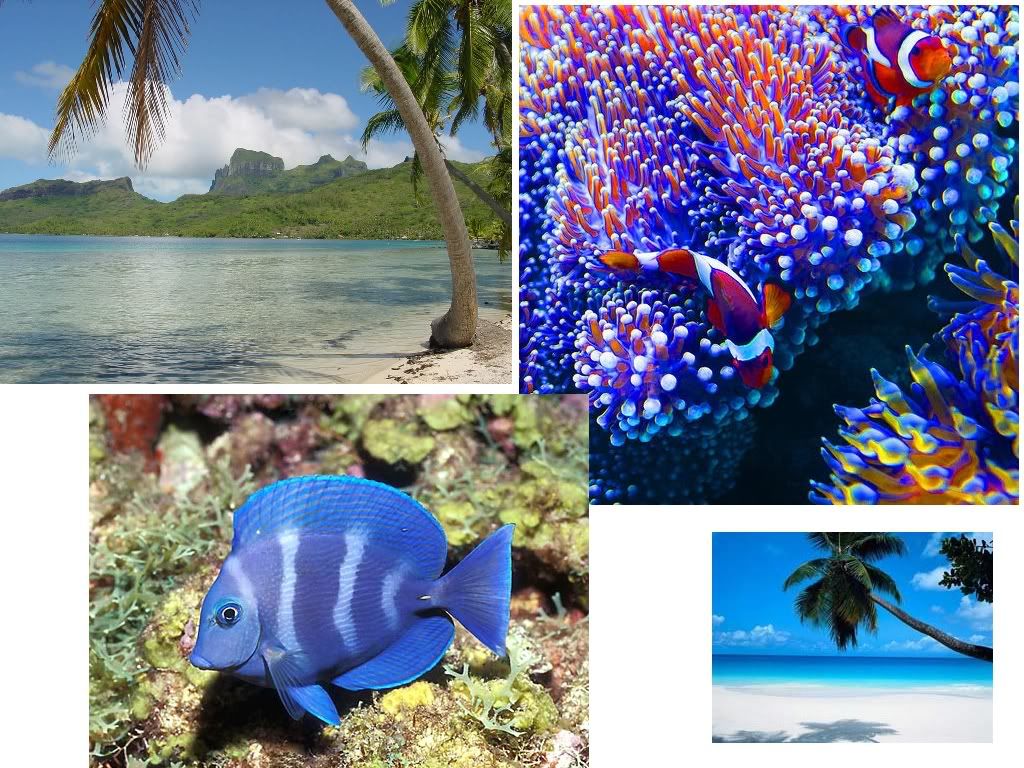 hawaiibeaches.jpg hawaii beaches and fish image by BeachisLifexxo