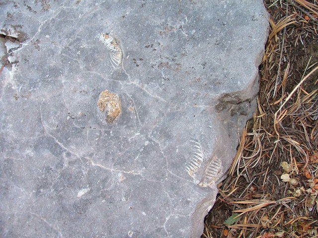 DSCF5667.jpg