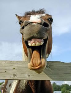 f_001_laughing_horse.jpg