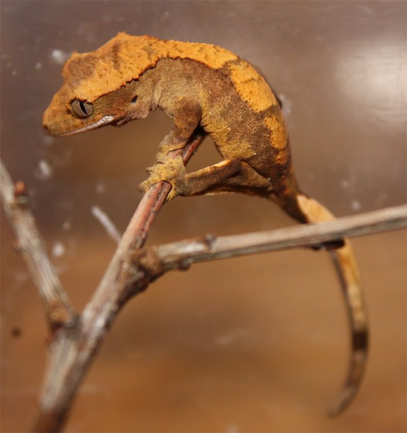 Ciliatusunge042008.jpg