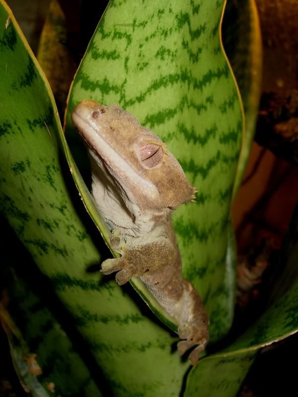 ciliatusjailbait0812211.jpg
