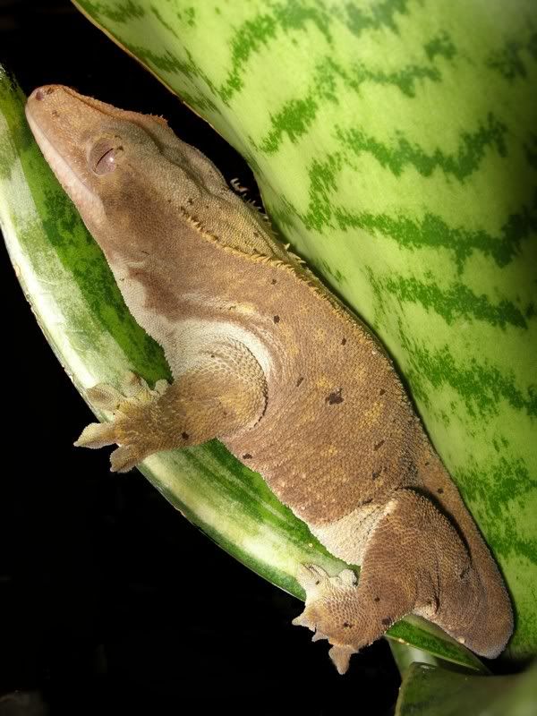 ciliatusjailbait0812212.jpg