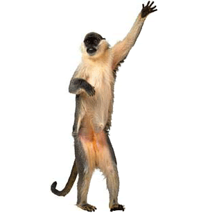 Dancing Monkey! Pictures, Images and Photos