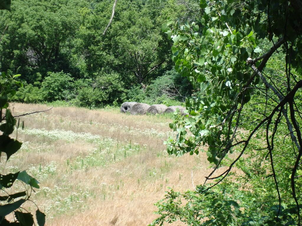 DSC00060.jpg