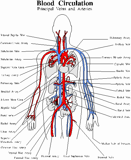 circulatory system. blood circulatory system