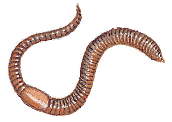 earthworm benefits indicates