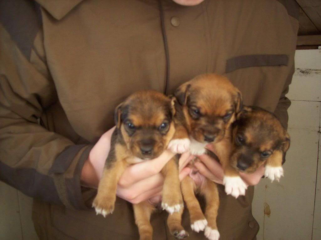 puppysss003.jpg