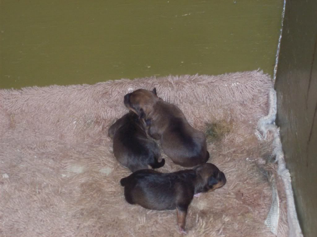 pups010.jpg