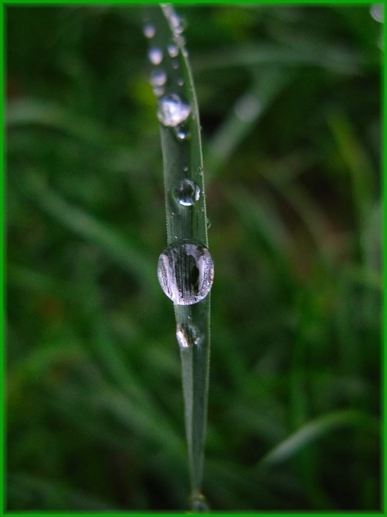 grass_rain1.jpg