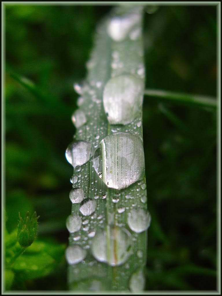 grass_rain2.jpg