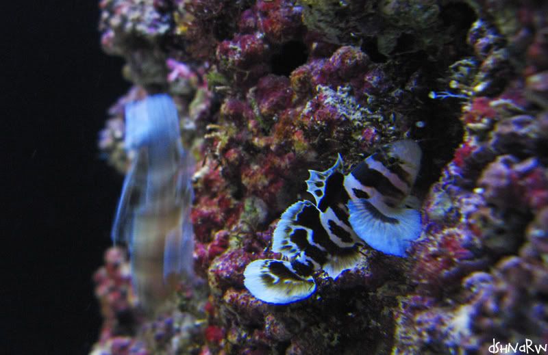 waikiki_aquarium08.jpg