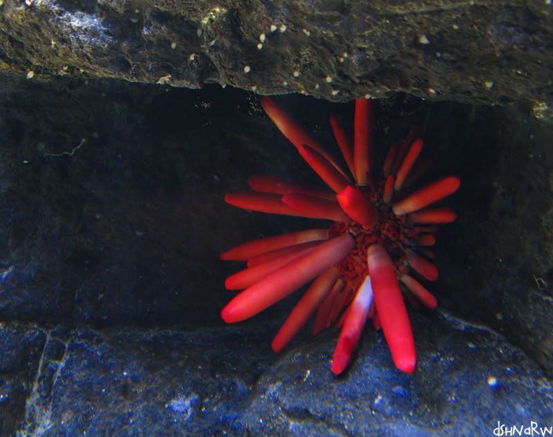 waikiki_aquarium11.jpg