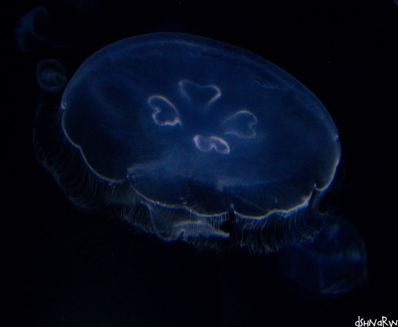 waikiki_aquarium15.jpg