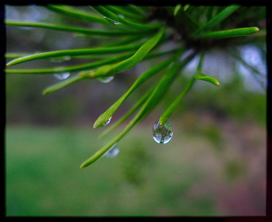 raindrop1.jpg