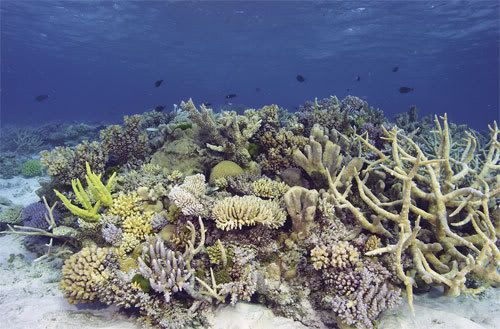reef-habitat1-500px.jpg