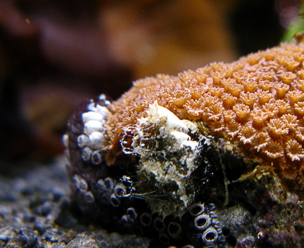 tunicate.jpg