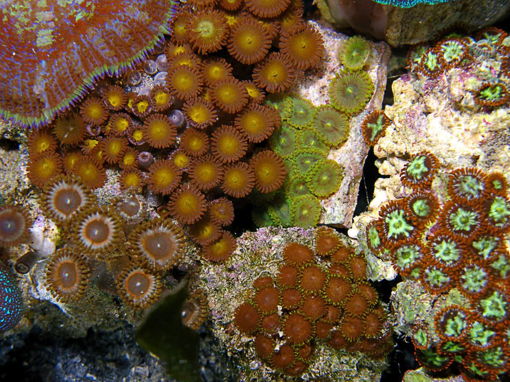 zoas3.jpg