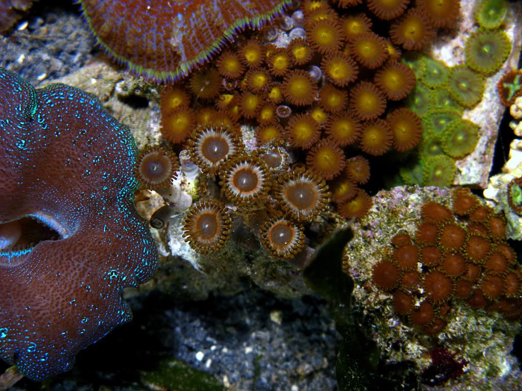 zoas4.jpg