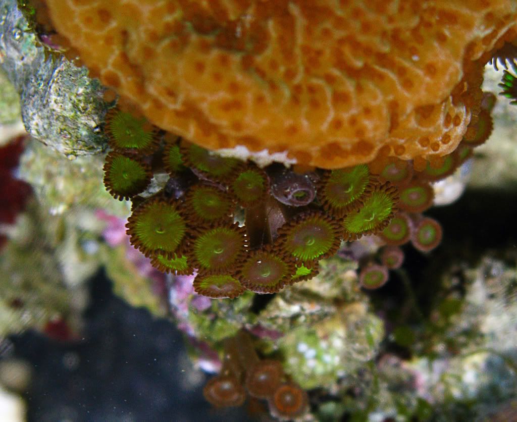 zoas5.jpg