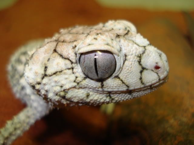 lightasper004.jpg