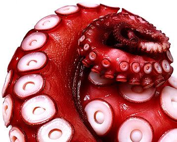 octopus-tentacles.jpg