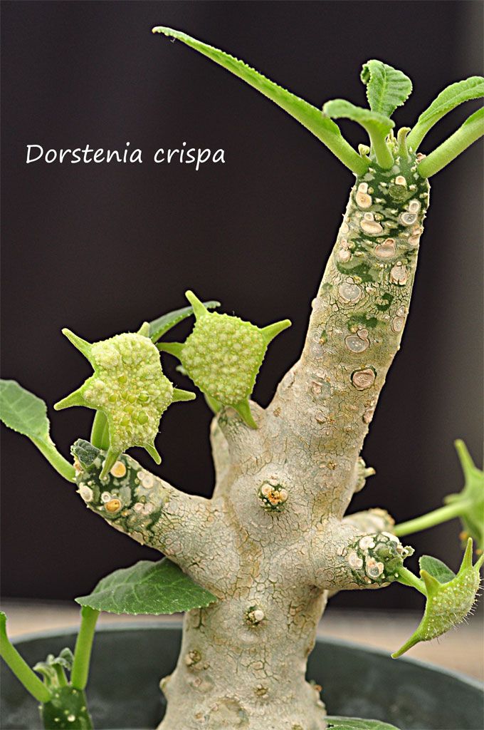 Dorstenia crispa