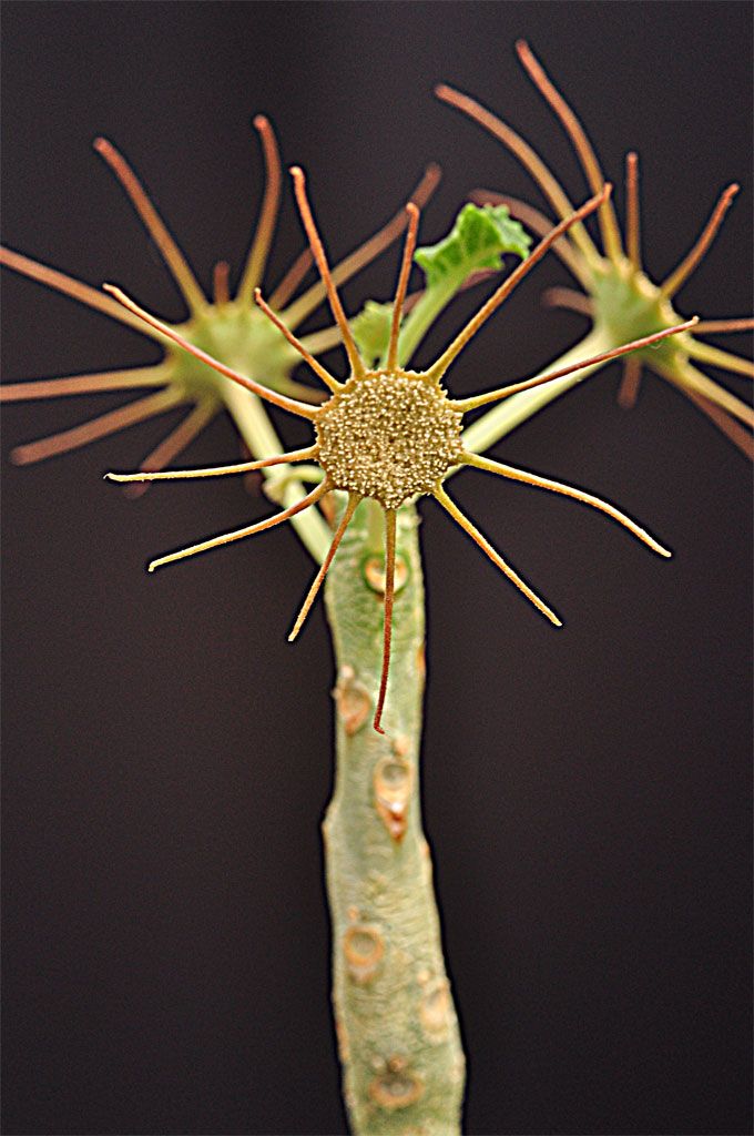 Dorstenia gypsophila
