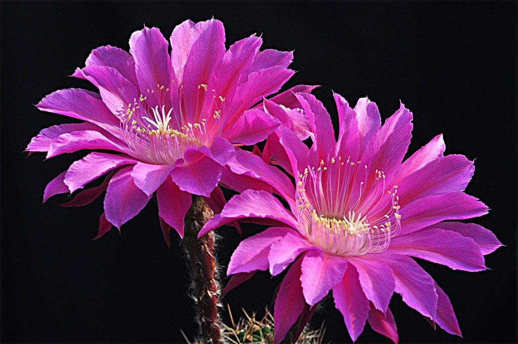 Echinopsis ‘Marie Piazza’