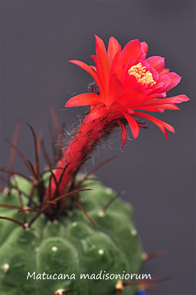 Matucana madisoniorum