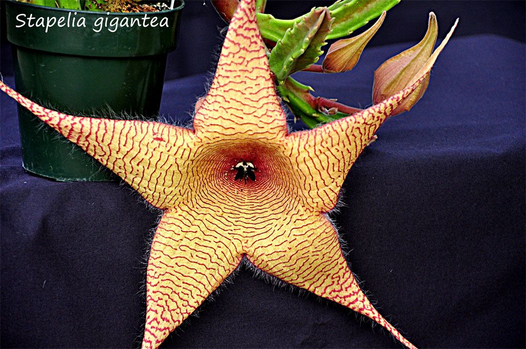 Stapelia gigantea