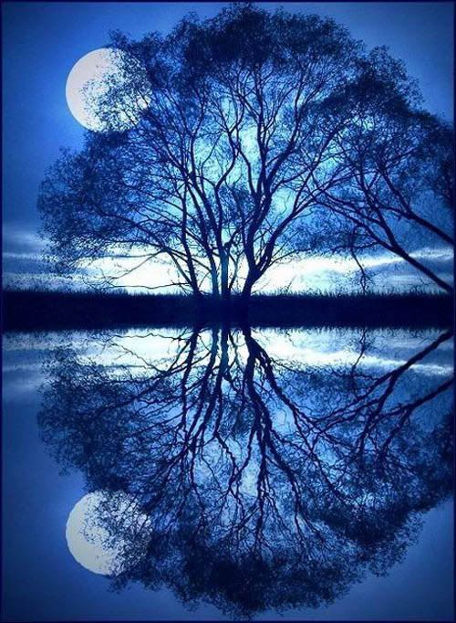 Blue Moon Tree Pictures, Images and Photos