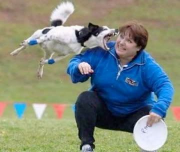 Biting Dog Pictures, Images and Photos