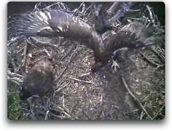 Barton's Cove eaglets