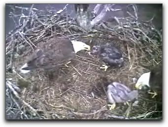 Barton's Cove eaglet