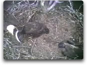 Barton's Cove eaglets