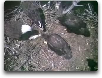 Barton's Cove eaglets