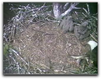 Barton's Cove eaglets