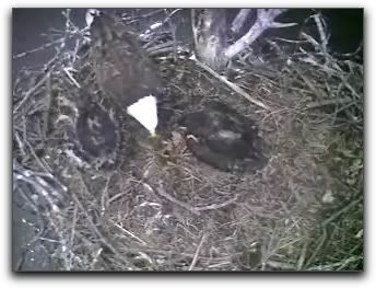 Barton's Cove eaglets