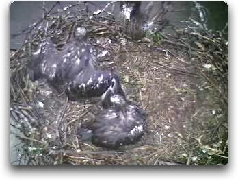 Barton's Cove eaglets