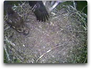 Barton's Cove eaglets