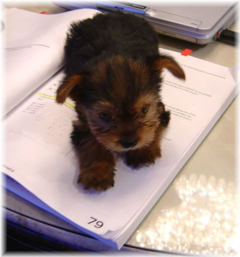 puppy studying
