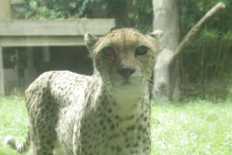  photo cheetahclosecopyasawikman.jpg