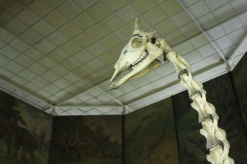 photo giraffeskeletonatthezoologymuseummoscowcopyasawikman.jpg
