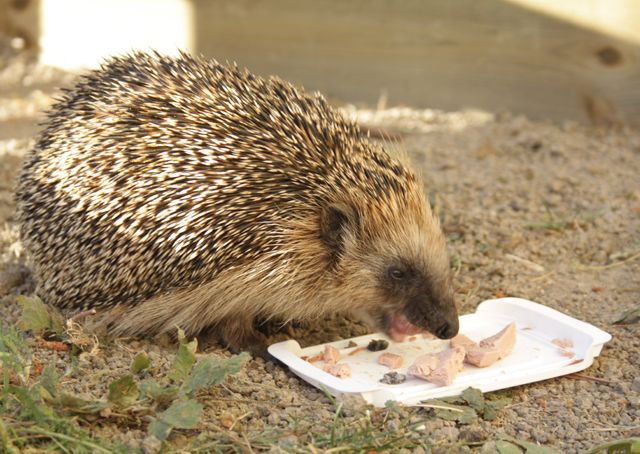  photo hungryhedgehogcopyasawikman-1.jpg