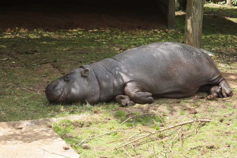  photo pygmehippoasawikman.jpg