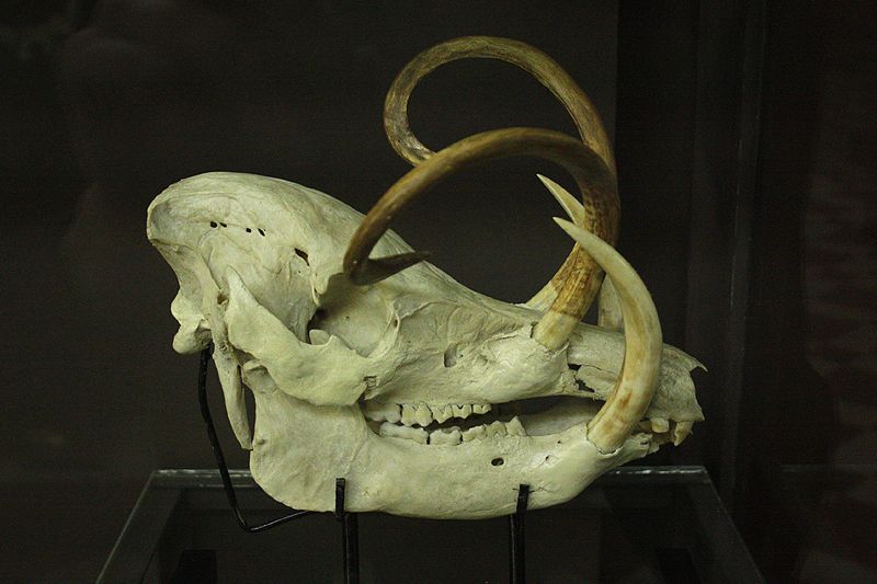  photo skull2atthezoologymuseummoscowcopyasawikman.jpg