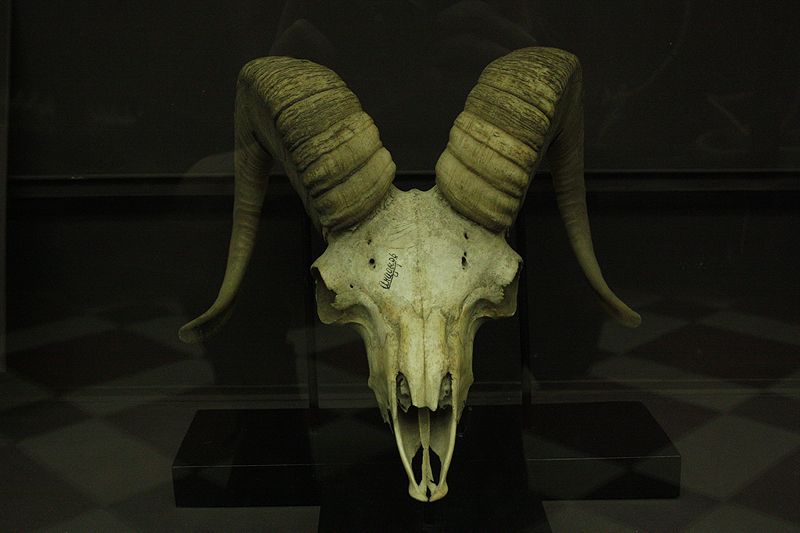  photo skullatthezoologymuseummoscowcopyasawikman.jpg