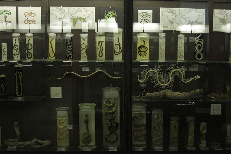  photo snakes2atthezoologymuseummoscowcopyasawikman-2.jpg