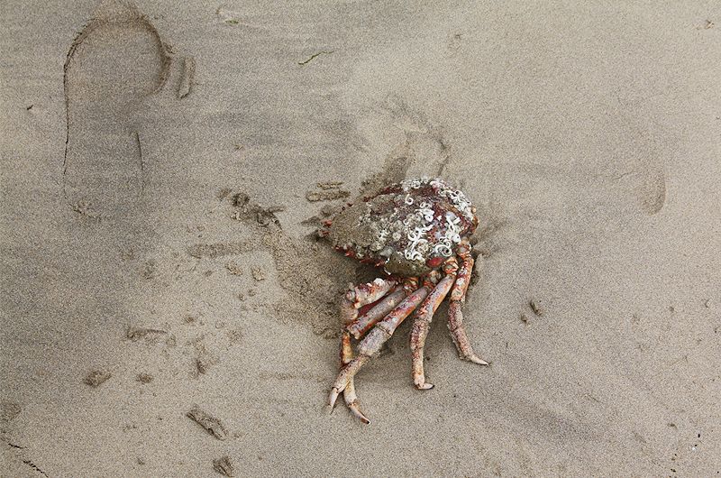  photo spidercrab.jpg