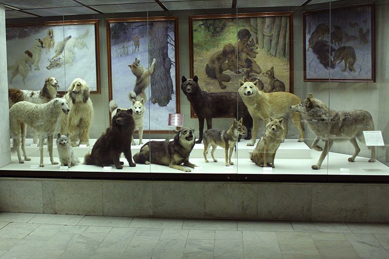  photo theevolutionfromwolfstodogsatthedarwinmuseuminmoscowcopyasawikman.jpg